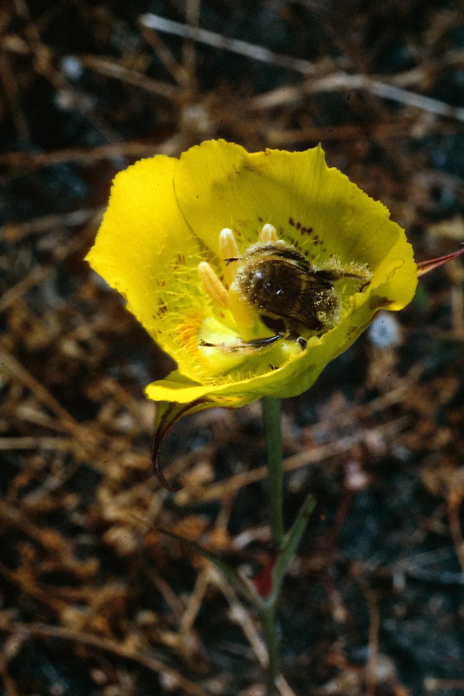 Calochortus luteus, Road to Coches Prietos, Santa Cruz Island