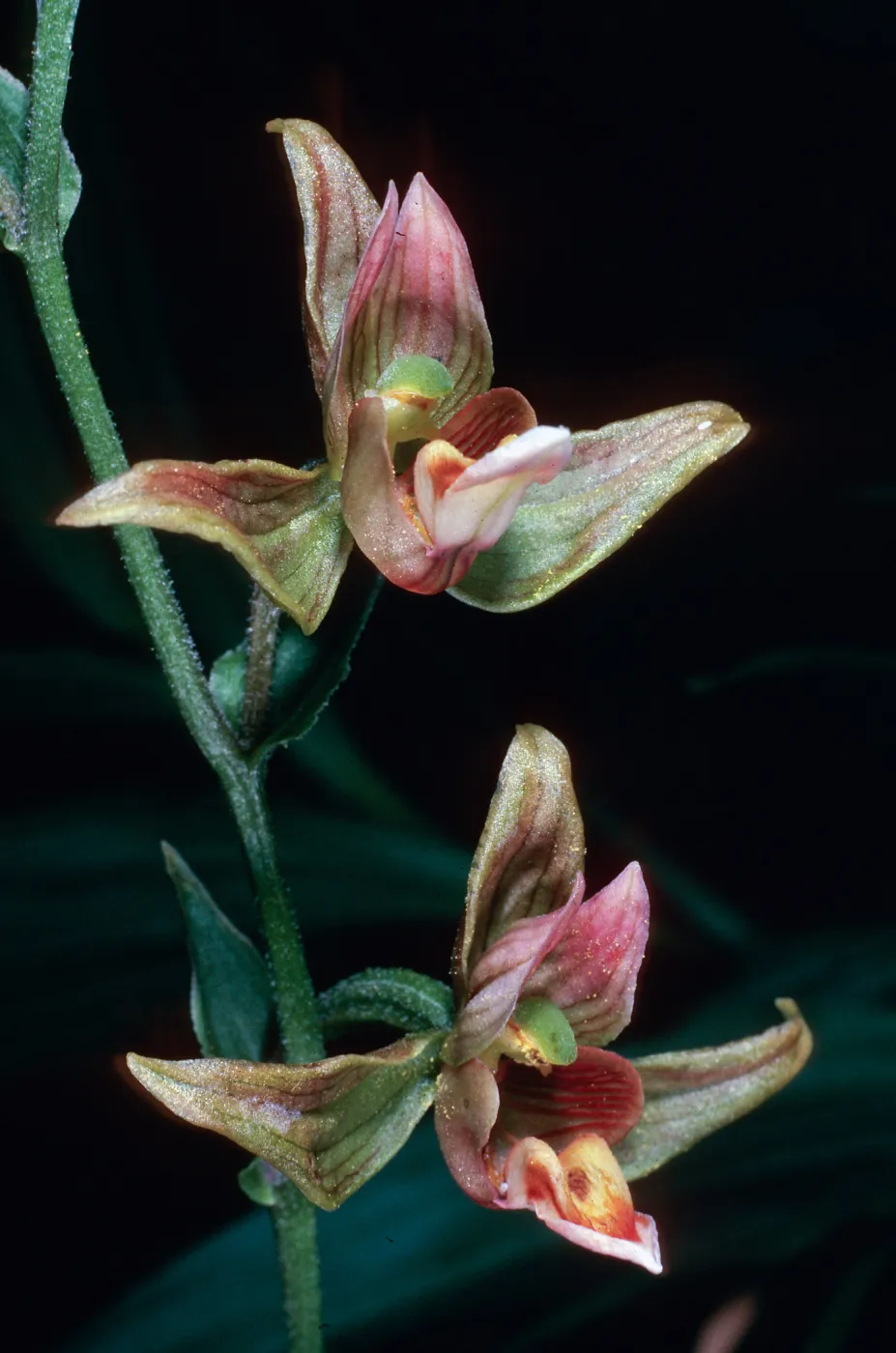 Epipactis gigantea, Cottonwood Canyon, Santa Cruz Island