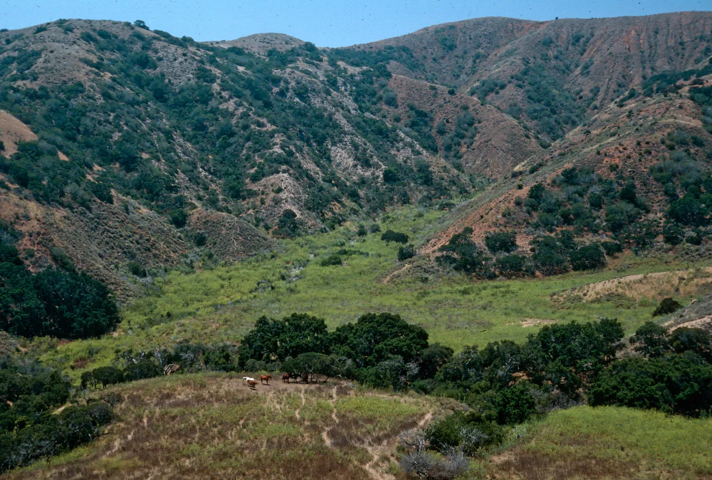 Foeniculum, east of airstrip from road to Navy Road, Santa Cruz Island