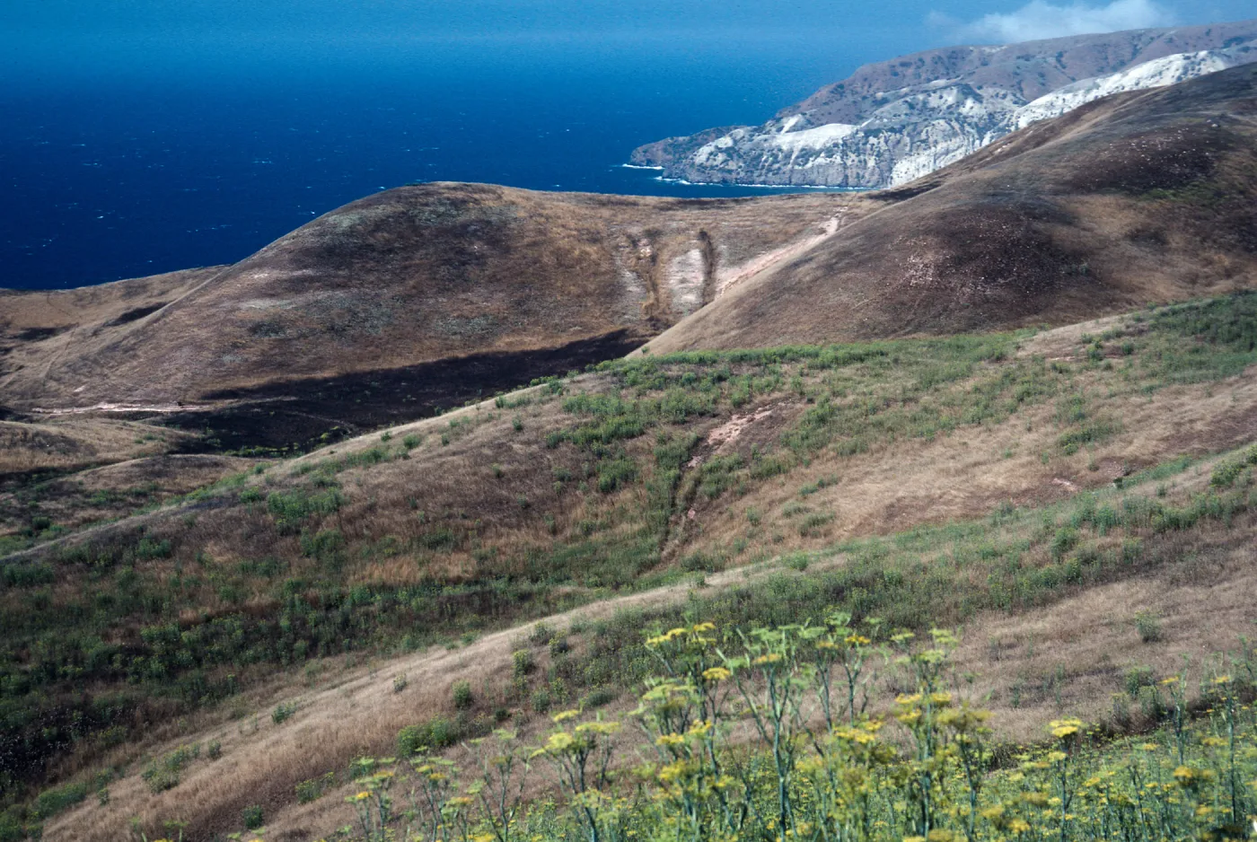 Foeniculum, burn site of June 1990, road to China Harbor, Santa Cruz Island
