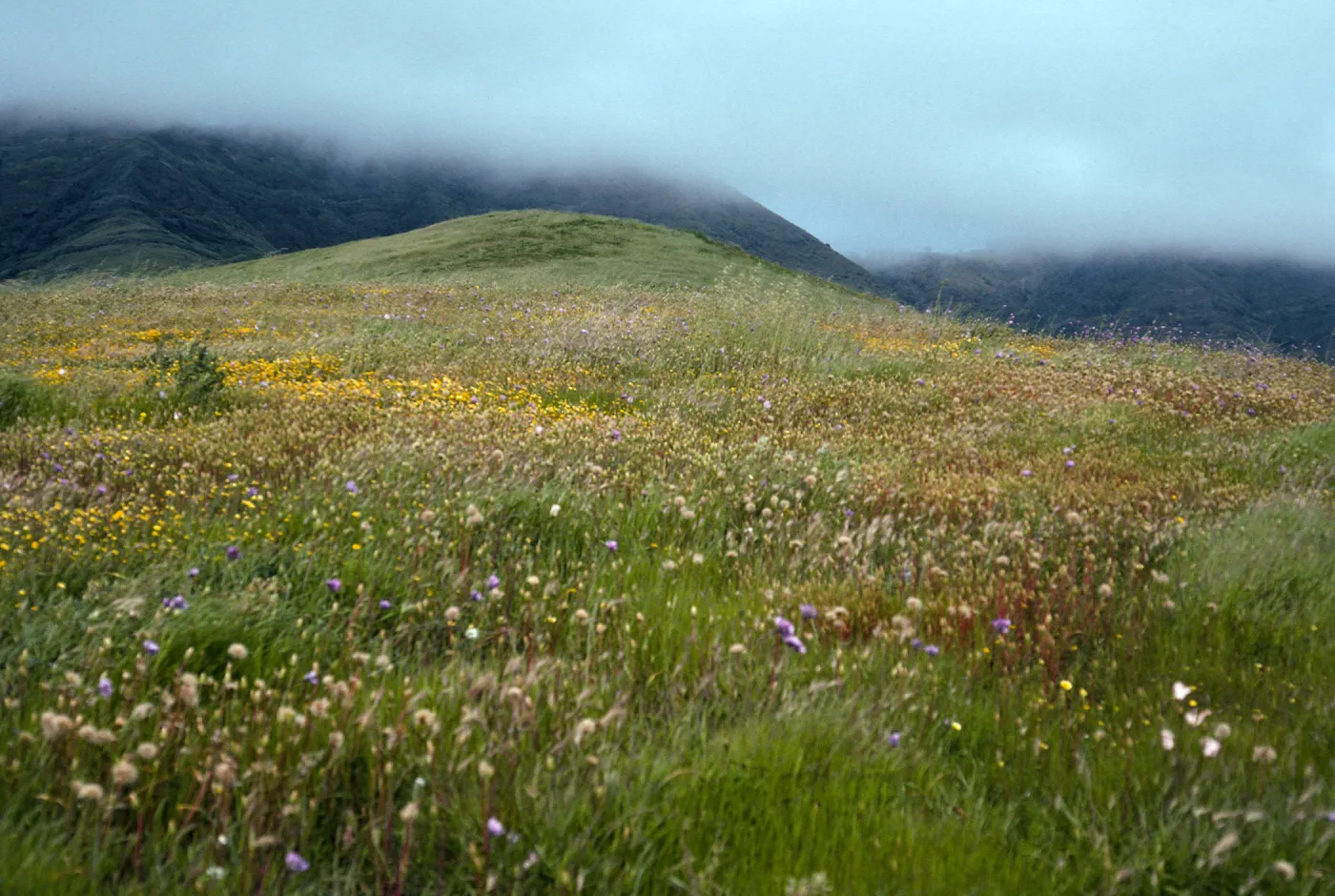 Grassland, east end of road to Fraser Point, Santa Cruz Island