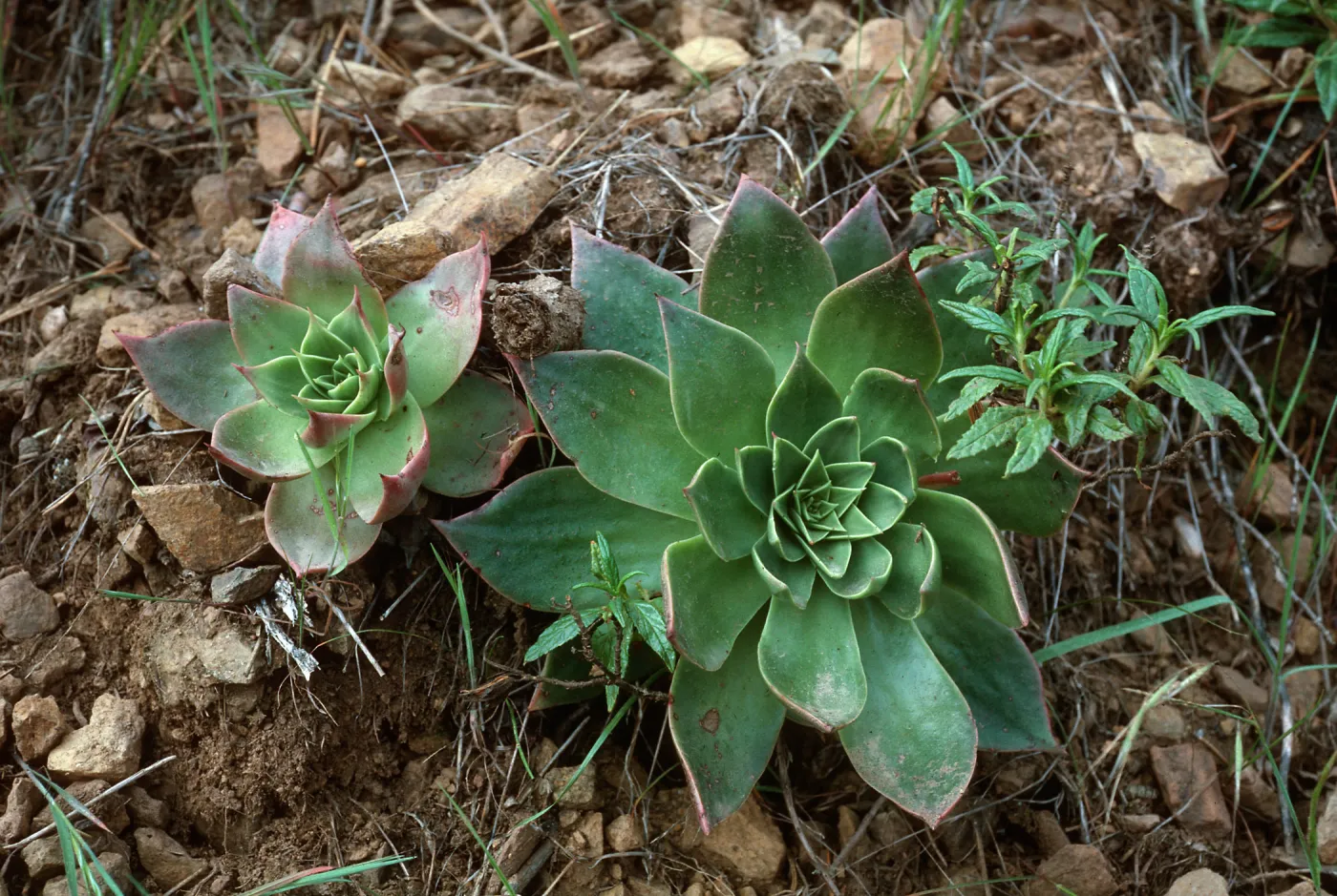 Dudleya candelabrum, Canada del Medio, Santa Cruz Island