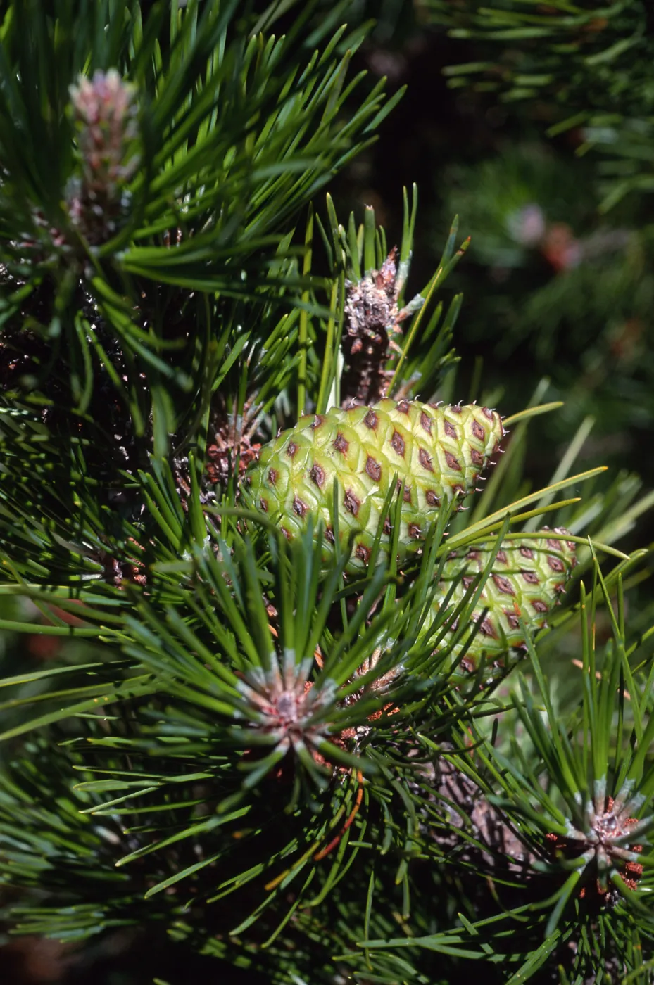 Pinus remorata, Christy Pines, Santa Cruz Island