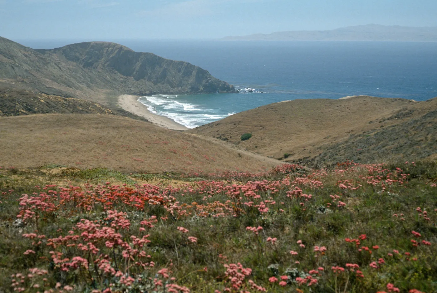 Eriogonum grande rubescens, overlooking Sauces Beach, Santa Cruz Island
