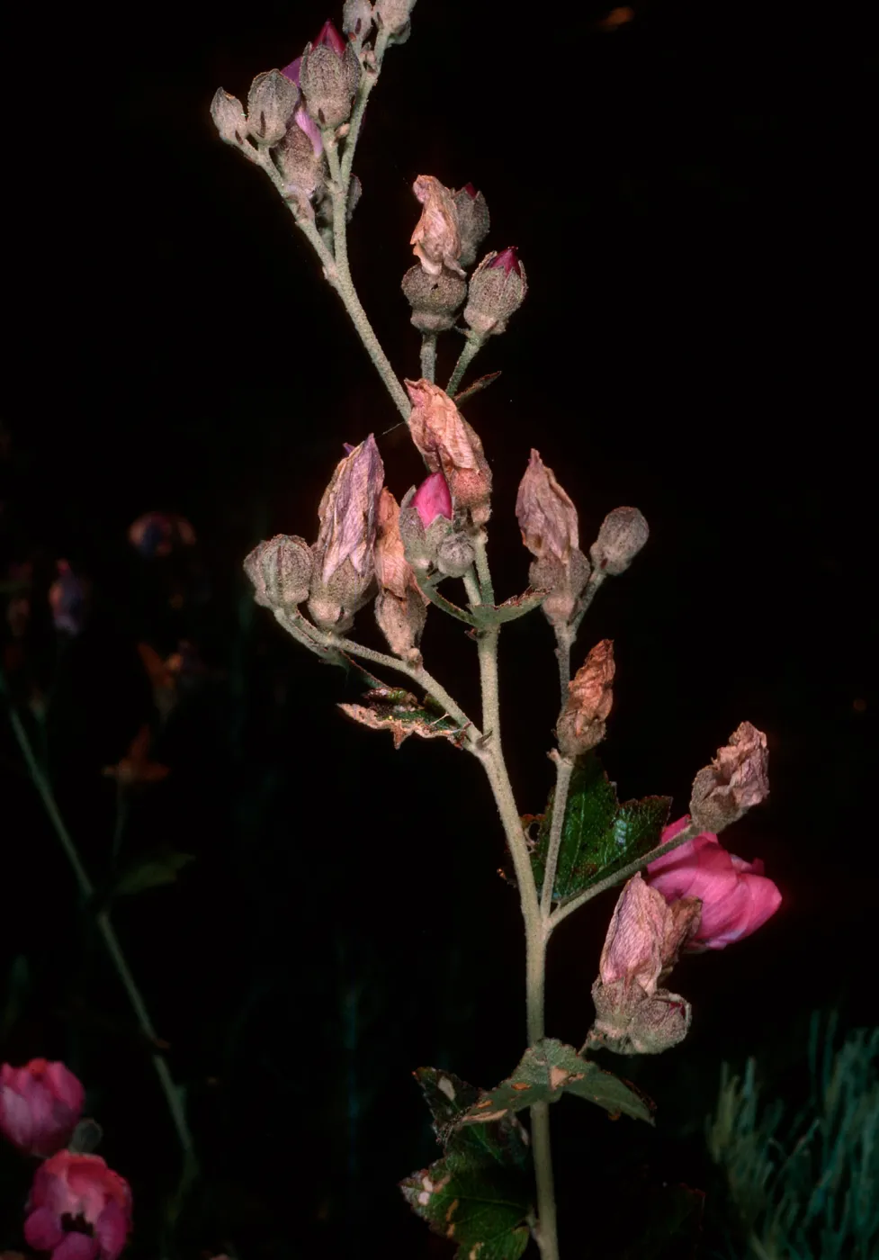 Malacothamnus fascicuatus var. nesioticus, Christy Ranch, Santa Cruz Island