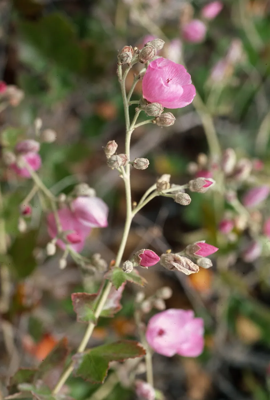 Malacothamnus fascicuatus var. nesioticus, Christy Ranch outhouse, Santa Cruz Island
