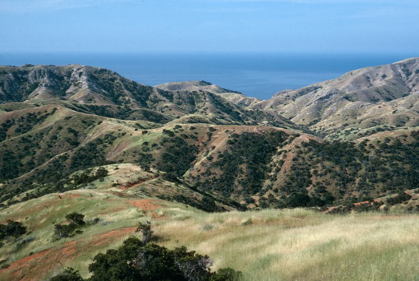 Willows Canyon, Santa Cruz Island