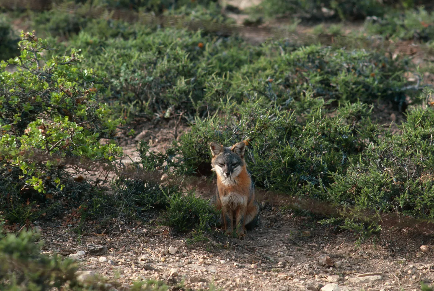 fox, Navy Road, Santa Cruz Island