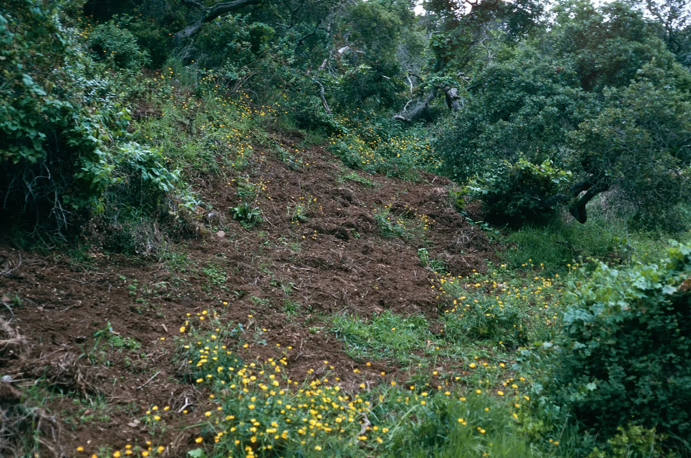 feral pig damage, N-facing slope, CaÃ±ada de la Portezuela, Santa Cruz Island