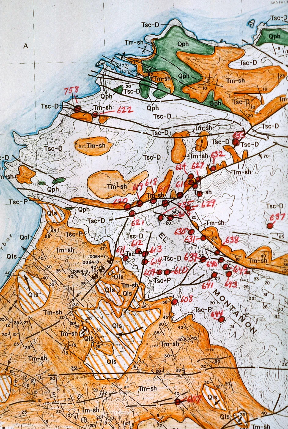 Lyonothamnus in relation to Geology, China Harbor, East end