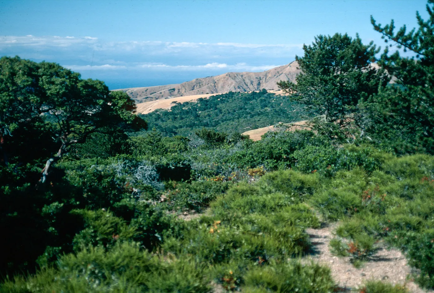 prostrate Adenostoma, China Pines, Santa Cruz Island