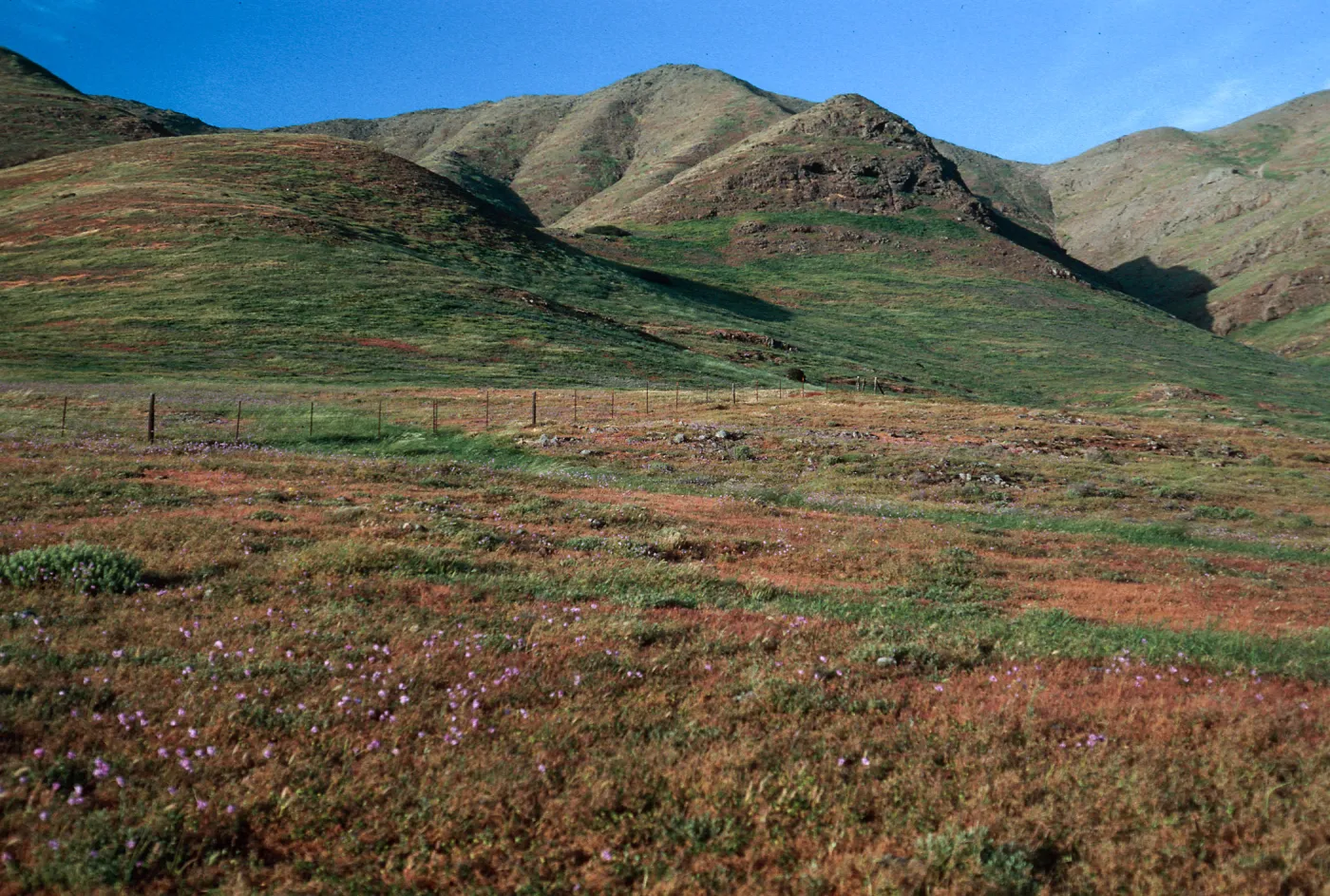 hills, near Fraser Point, Santa Cruz Island