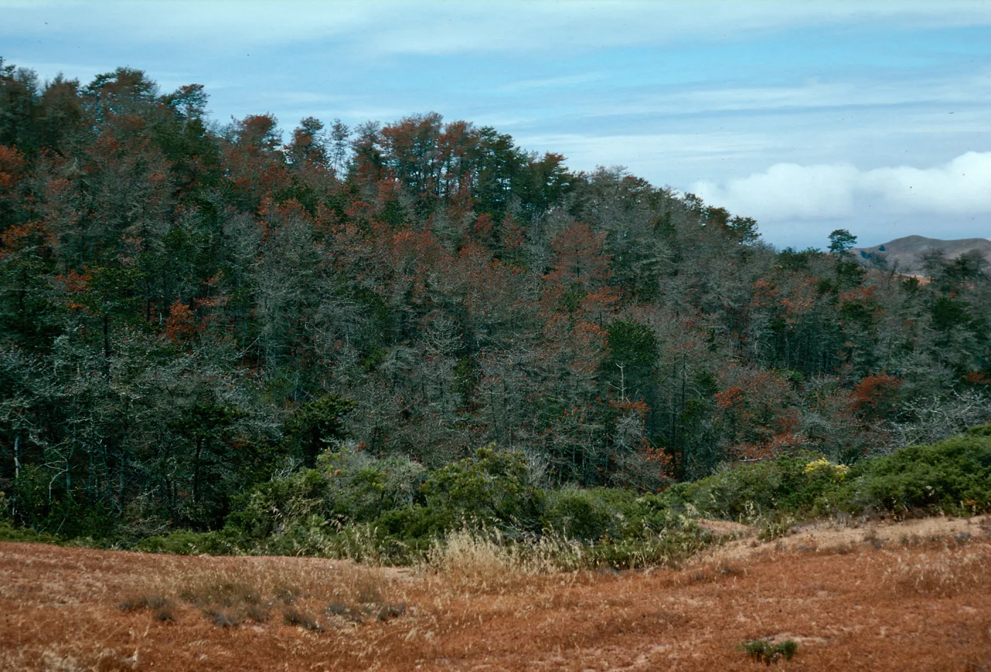 Christy Pines, Santa Cruz Island