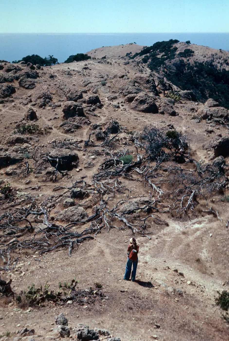 heavy sheep damage, El Tigre ridge, Santa Cruz Island