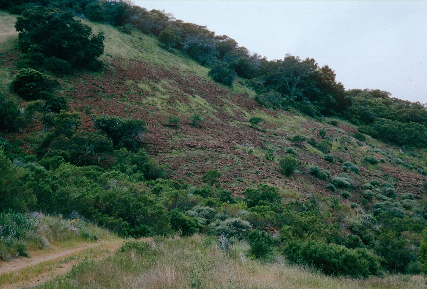 pig damage, N-facing slope, CaÃ±ada Del Porrtezuelo, Santa Cruz Island