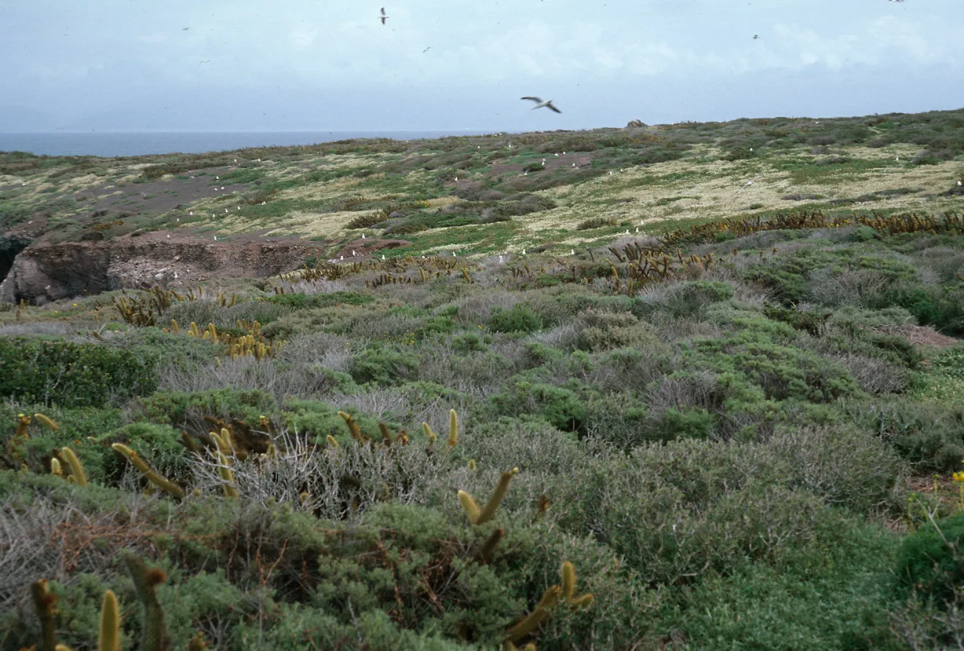 Todos Santos Island