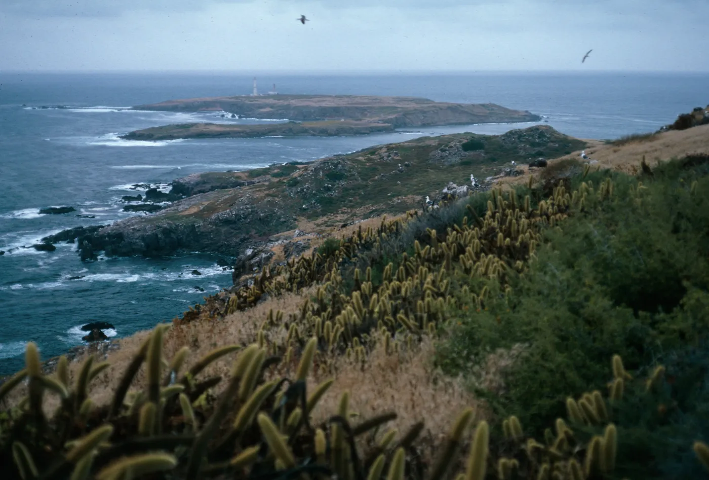 view of North island, South Todos Santos Island