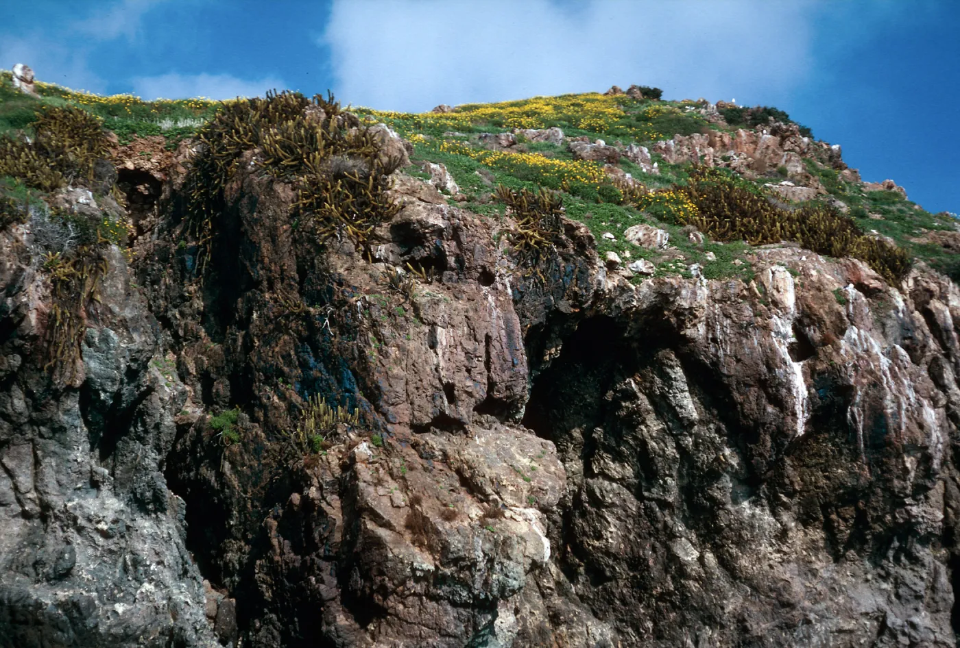 bluffs w/Bergerocactus, Northeast end, Isla Del Sur, Todos Santos Island