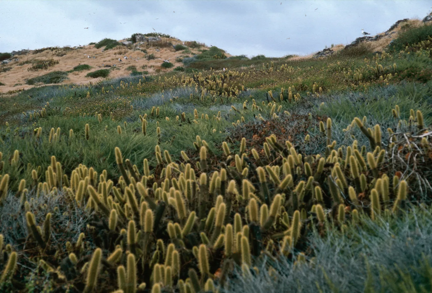 Bergerocactus, Northwest side of South Island, Todos Santos Island
