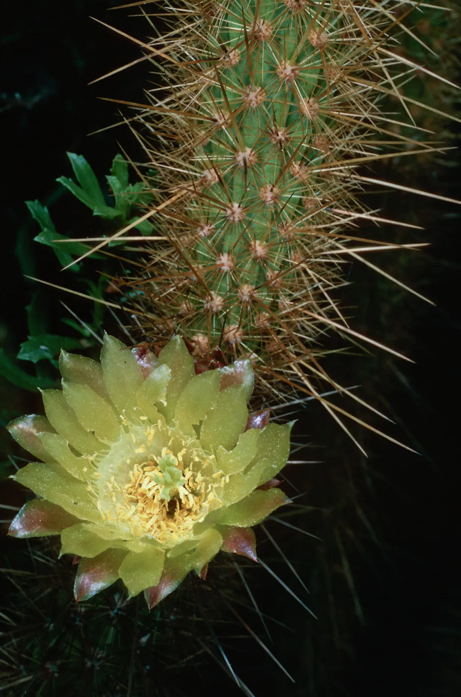 Bergerocactus, South Todos Santos Island