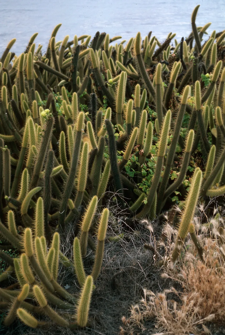 Bergerocactus emoryi, West side, South island, Todos Santos Island