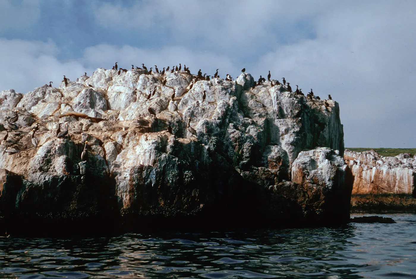 cormorants & pelicans on rocks, Northeast shore of Isla Del Sur, Todos Santos Island