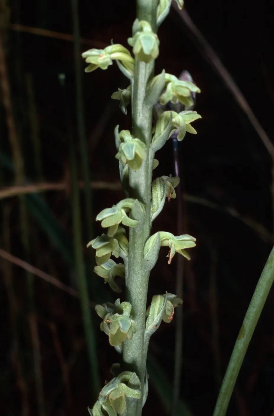 Habenaria, South Todos Santos Island