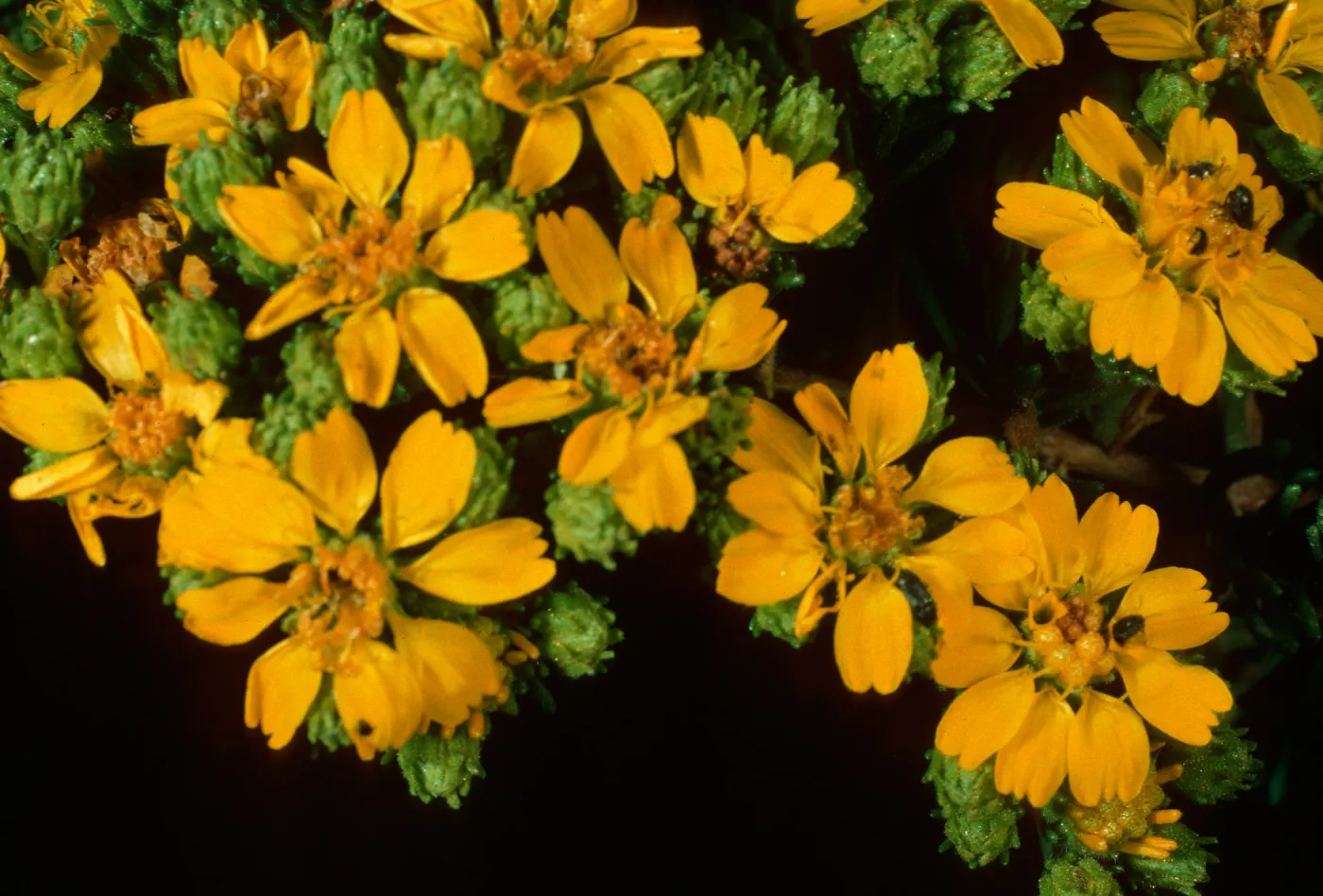 Hemizonia, South Todos Santos Island
