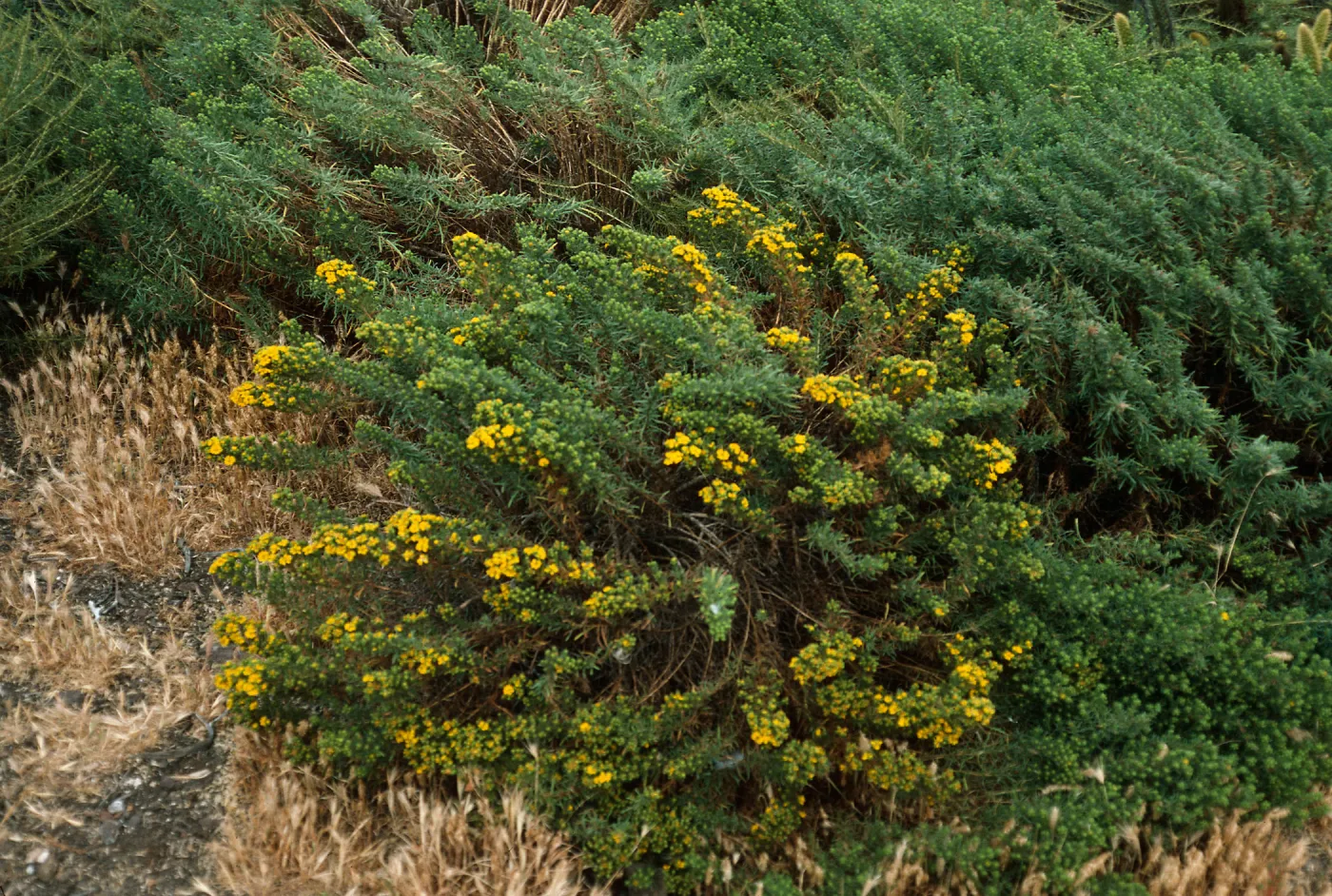Hemizonia, South Todos Santos Island