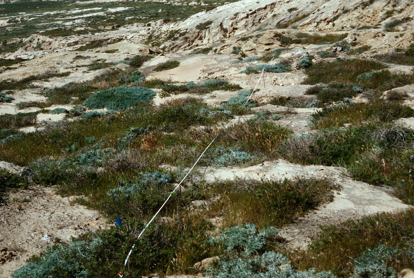 transect #8, Southwest escarpment, East of Building #165, San Nicolas Island