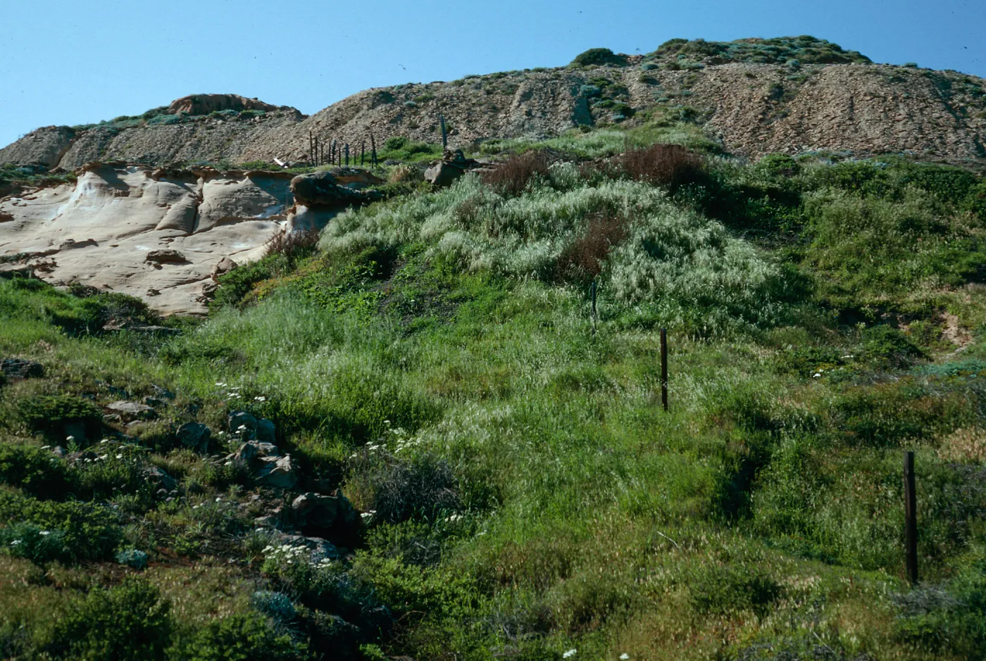 old sheep fence, East of barge landing, San Nicolas Island