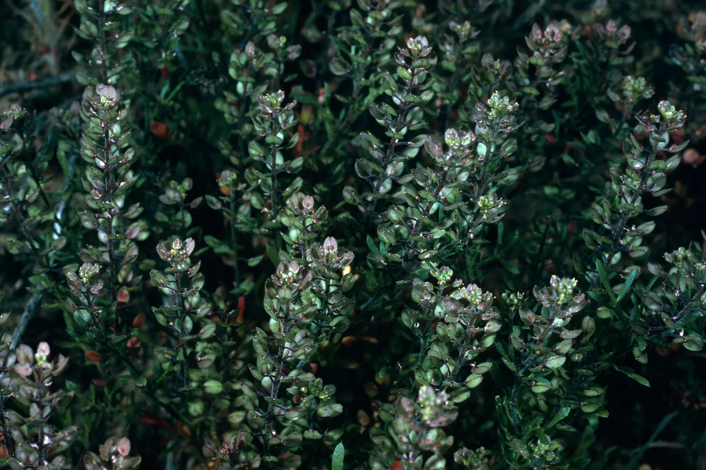 Lepidium oblongum, SN-1053, canyon East of Î” SPOR, San Nicolas Island