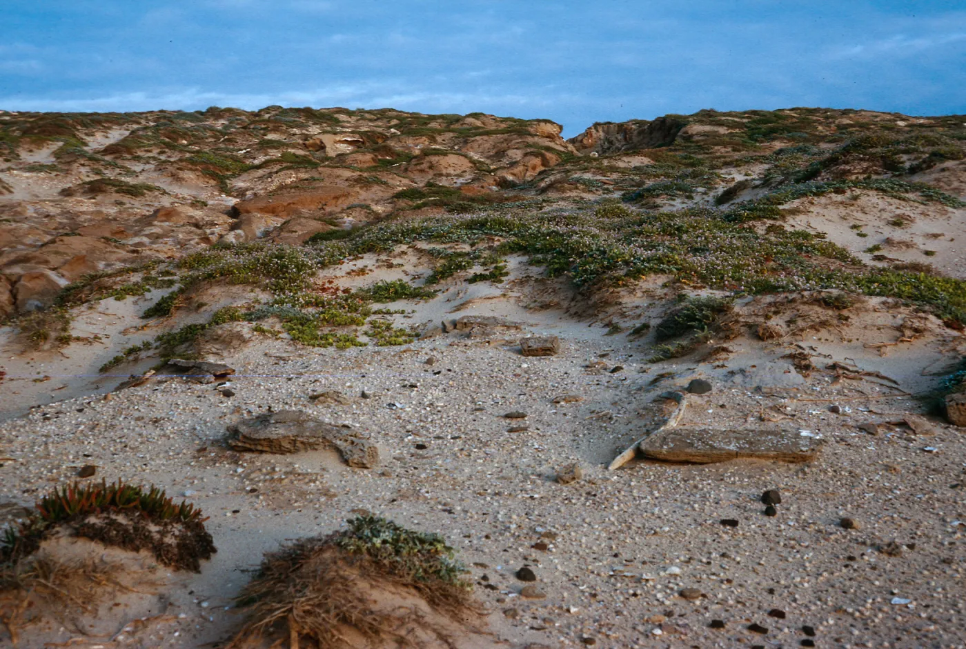 dunes, East of Red Eye Beach, San Nicolas Island