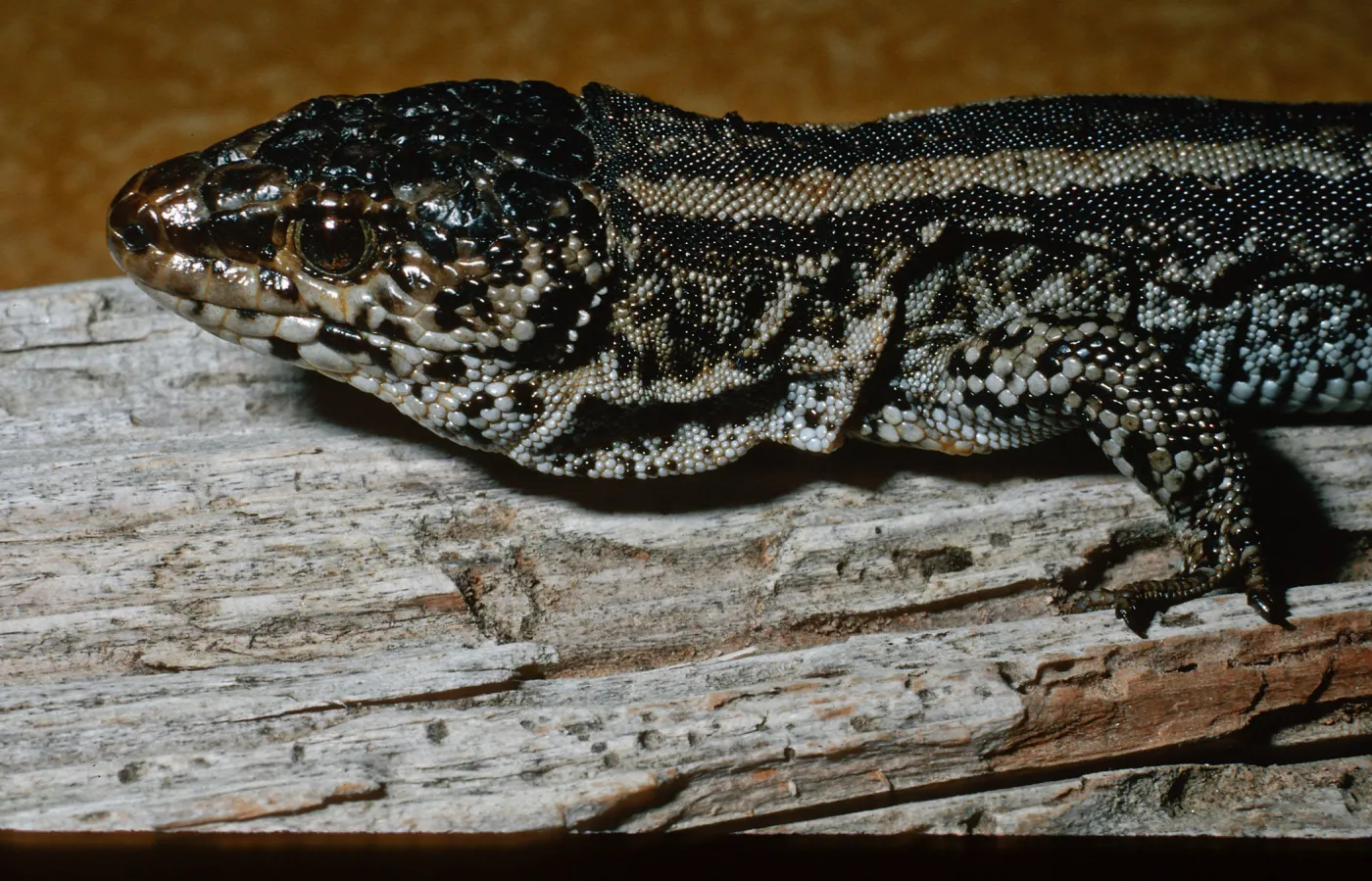 Night Lizard, San Nicolas Island