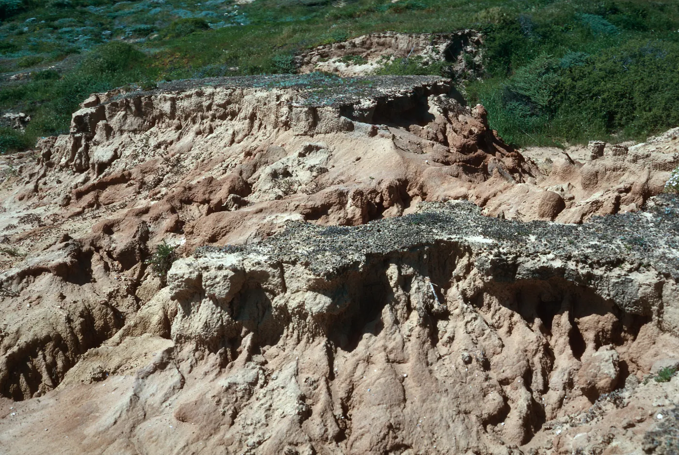 remants of original soil - West end of Daytona Beach, San Nicolas Island