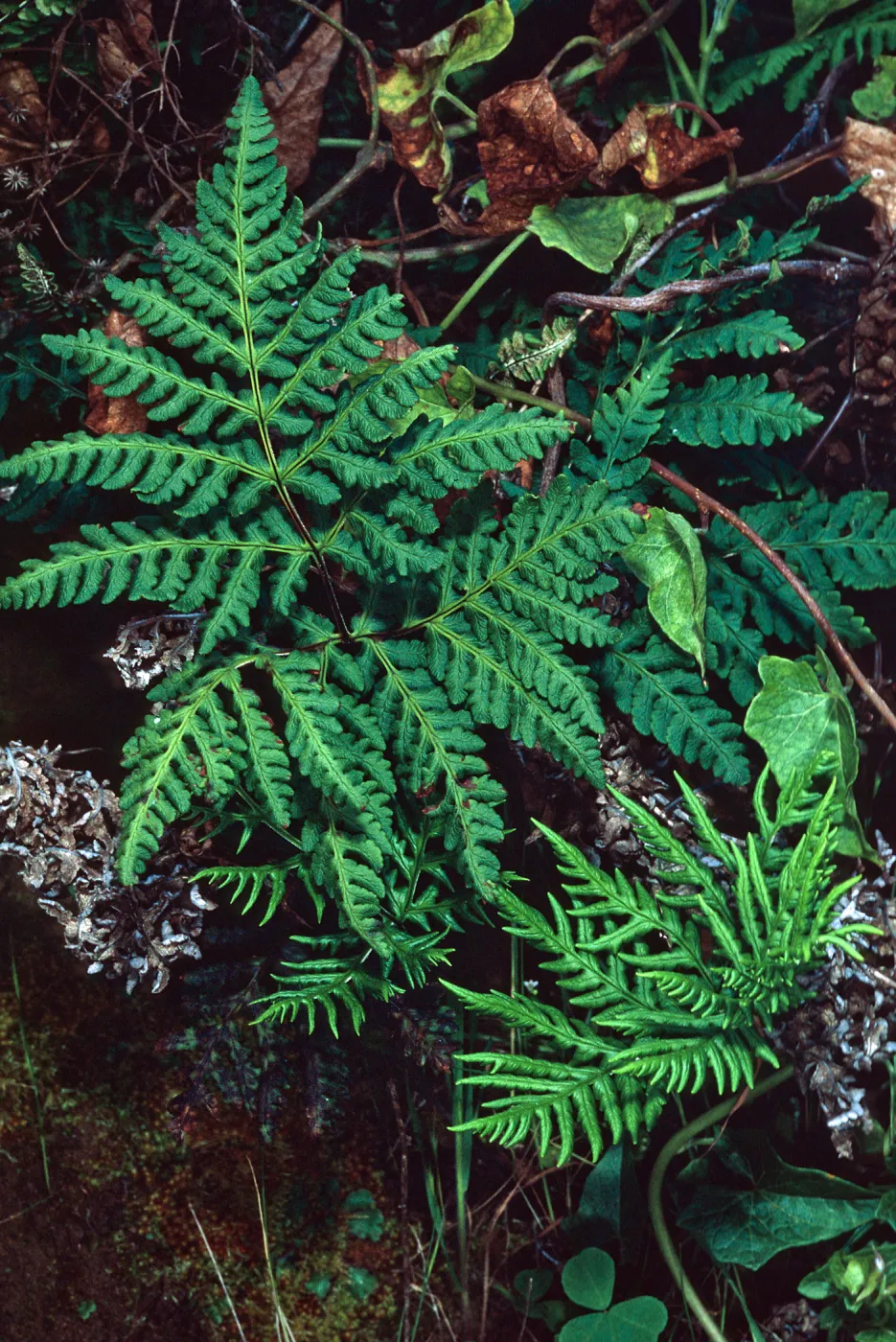 Pityrogramma, Beach Road below airfield, San Nicolas Island