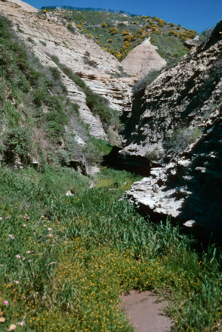 Canyon by dump, Cotula coronopifolia, San Nicolas Island