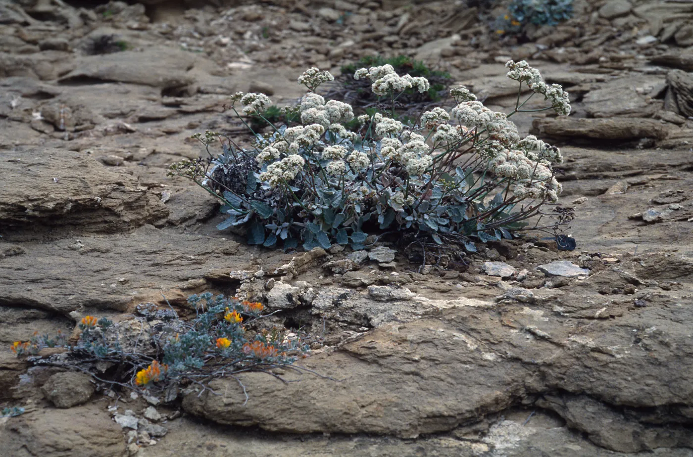 Eriogonum grande timorum, 1st canyon west of south range, marker poles, San Nicolas Island