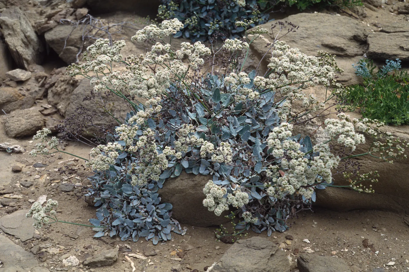 Eriogonum grande timorum,1st canyon west of south Range, marker poles, San Nicolas Island