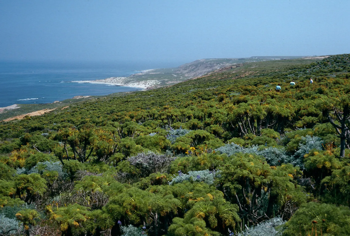Coreopsis, north escarpment above Corral Harbor, San Nicolas Island