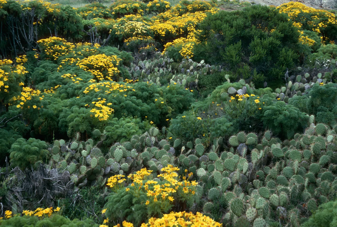 Coreopsis, canyon east of rock jetty, San Nicolas Island