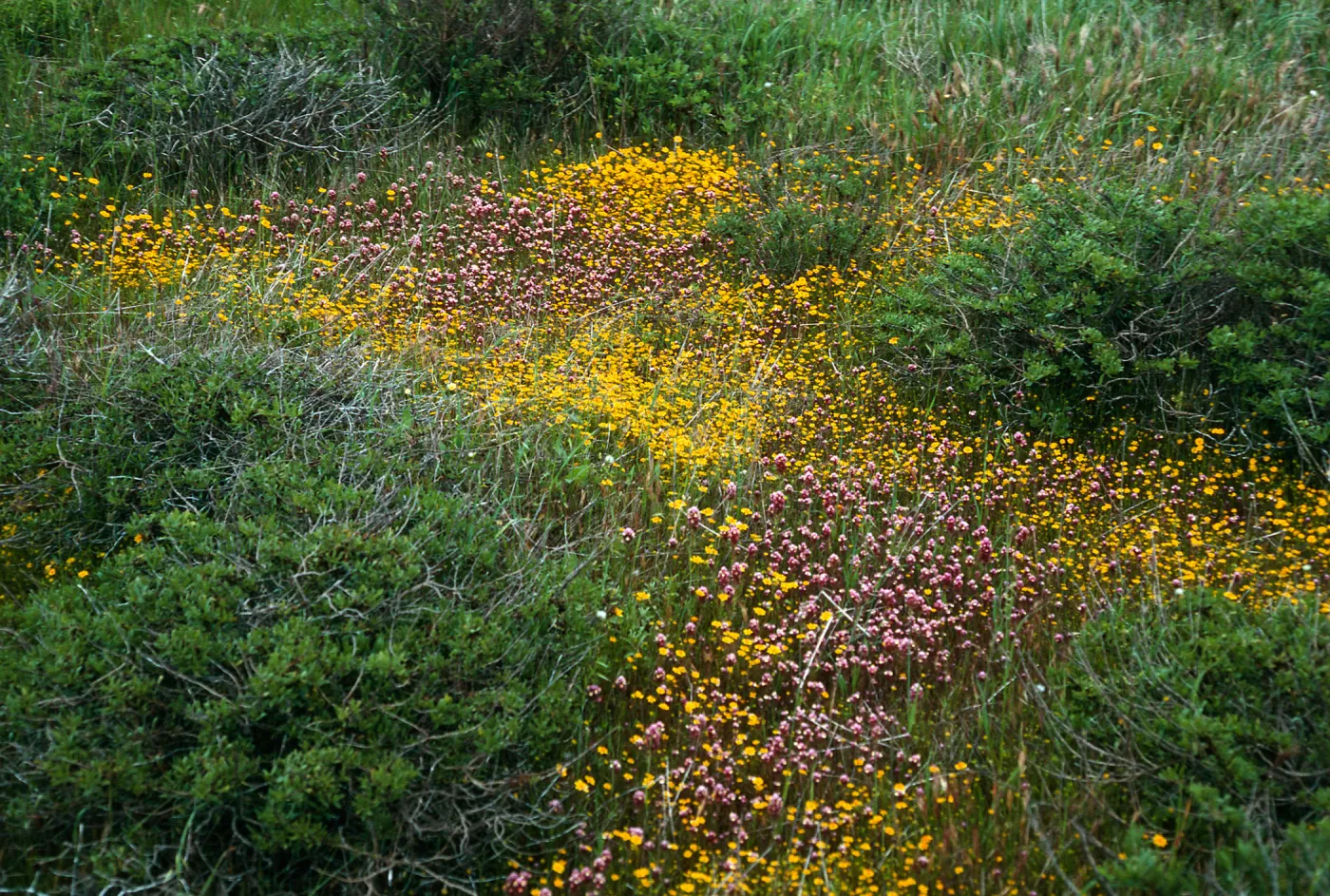 Lasthenia, Orthocarpus, mesa just SW of airfield, San Nicolas Island
