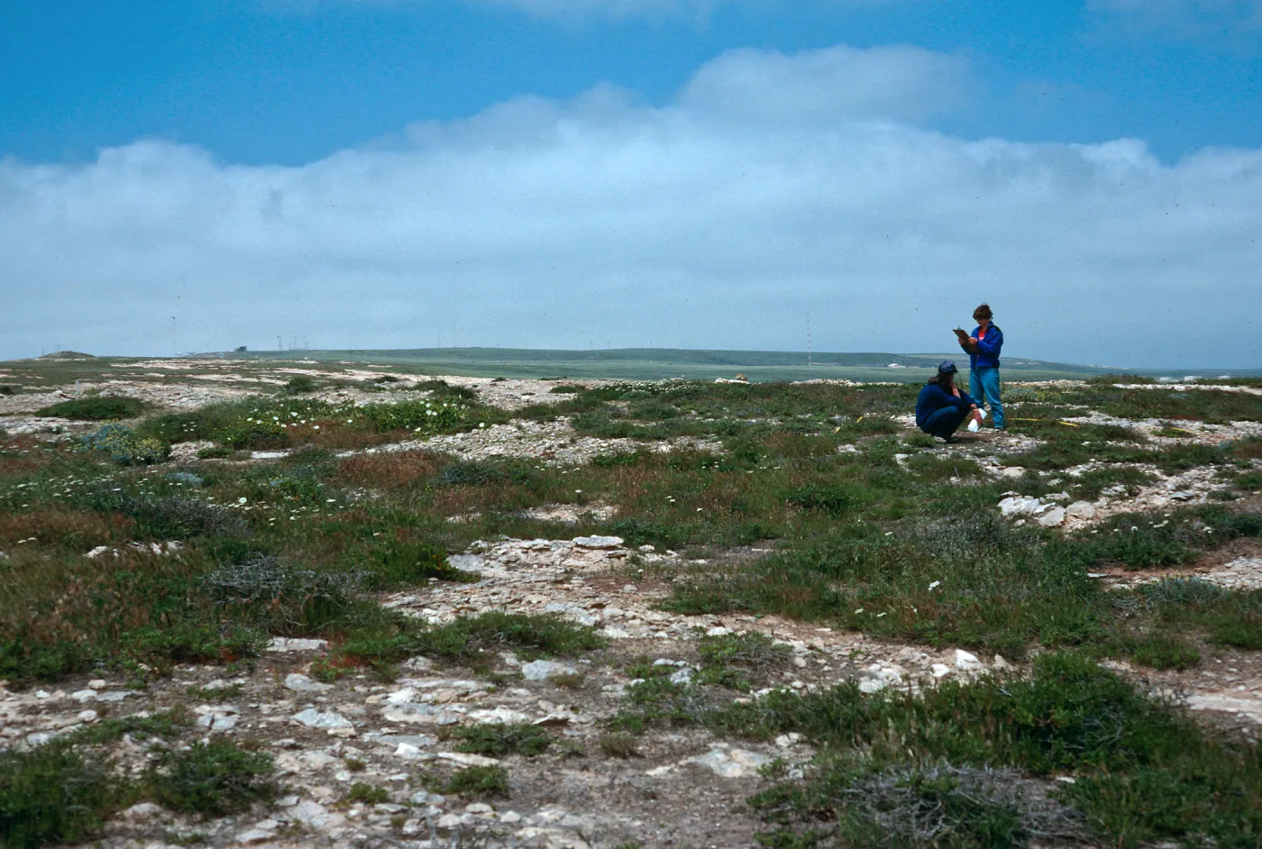 Caliche vegetation, south side of mesa along Skyline Drive, San Nicolas Island