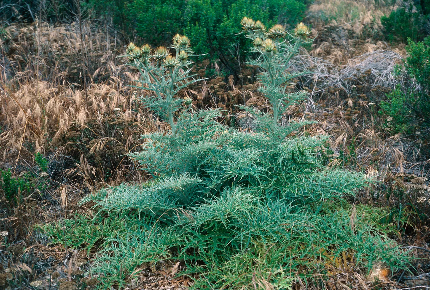 Cynara, Bldg. 120, Tufts Road, SN-147, San Nicolas Island