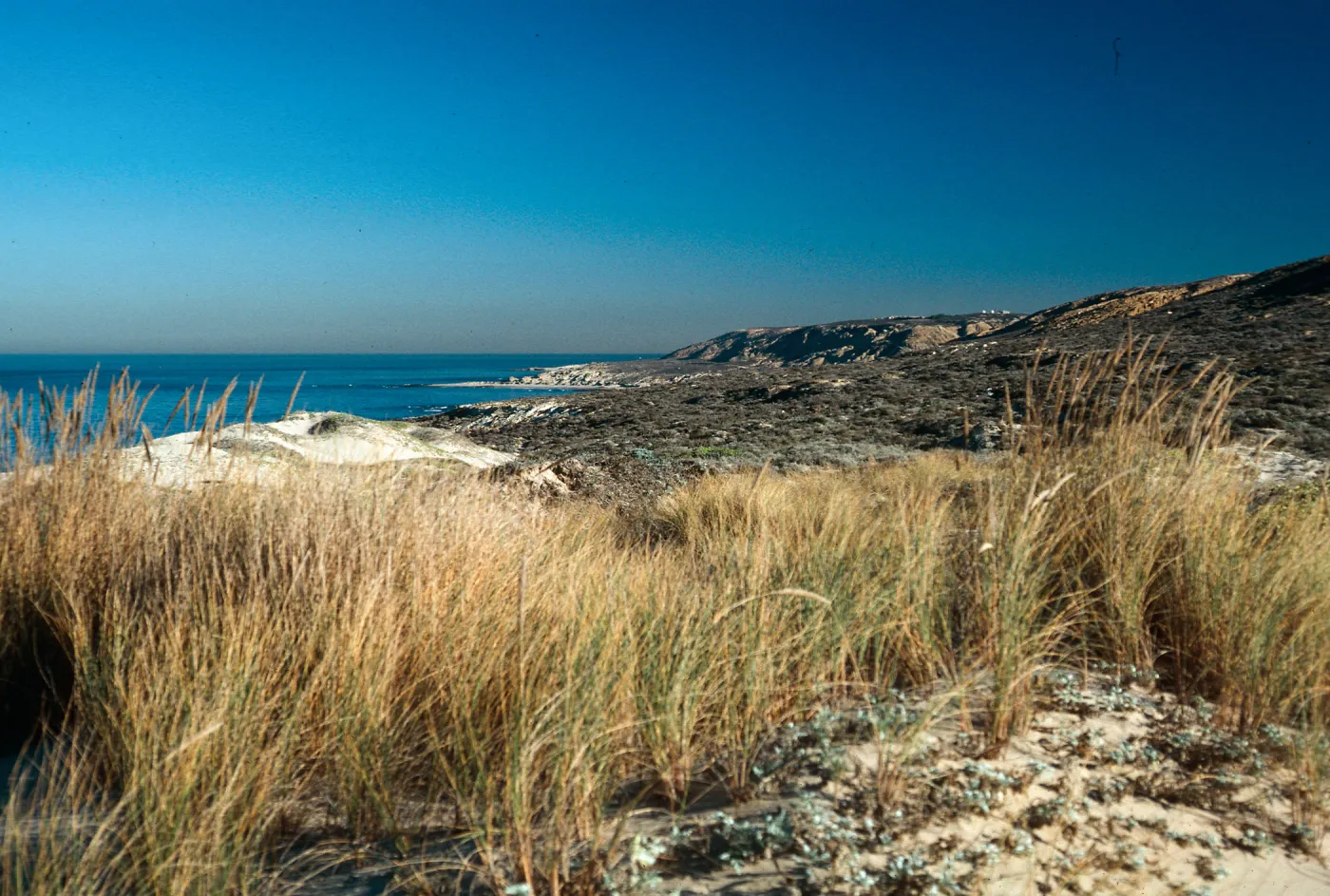 Ammophila, Thousand Springs Road, North shore, San Nicolas Island