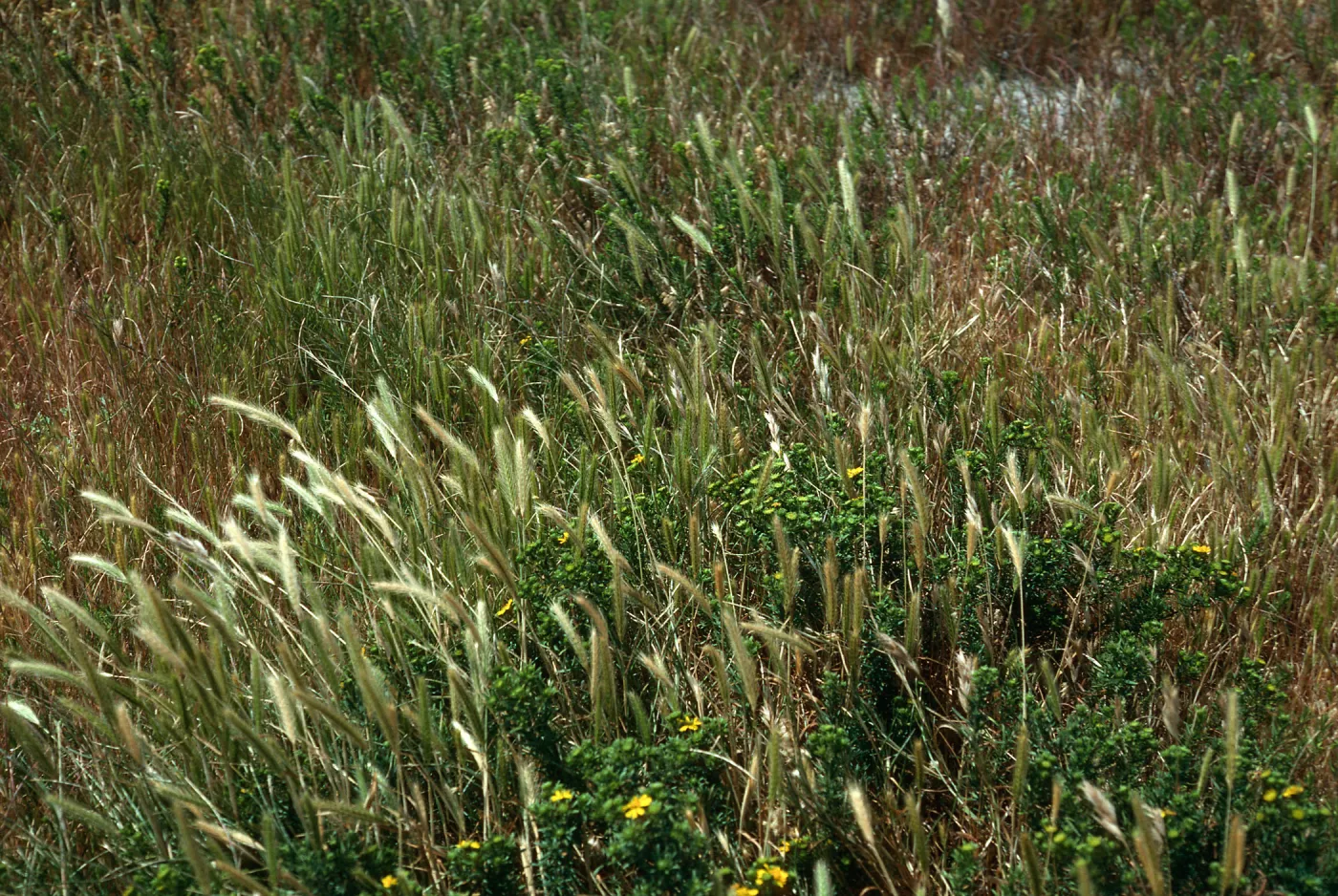 Hordeum intercedens, north side of airstrip, San Nicolas Island