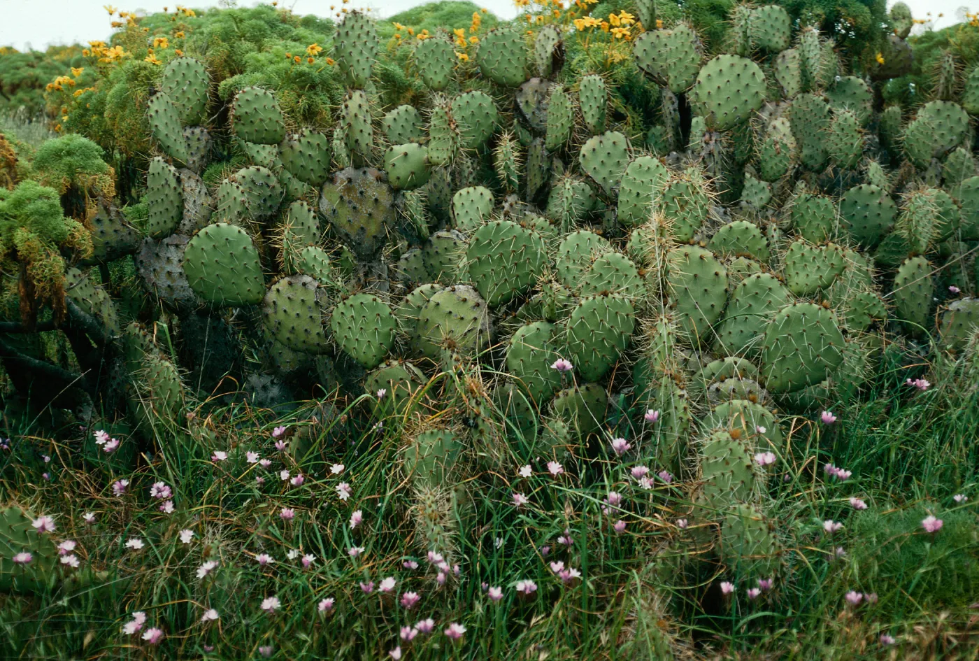 Opuntia oricola, Dichelostemma, Northeast flats, San Nicolas Island