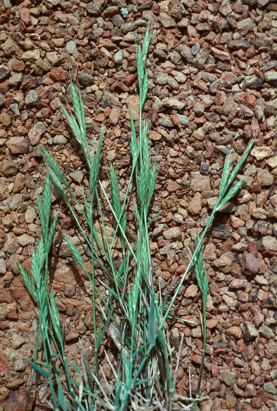 Brachypodium distachyon, SC-3773, South Ridge Road, Santa Cruz Island
