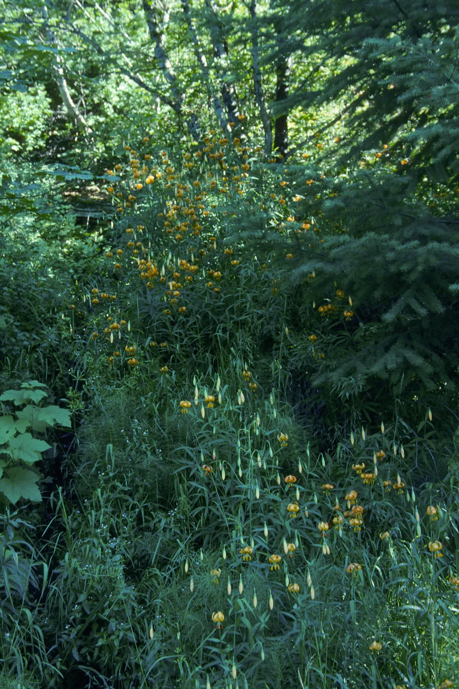 Lilium pardalinum, Leopard Lily, Bald Mountain, Oregon