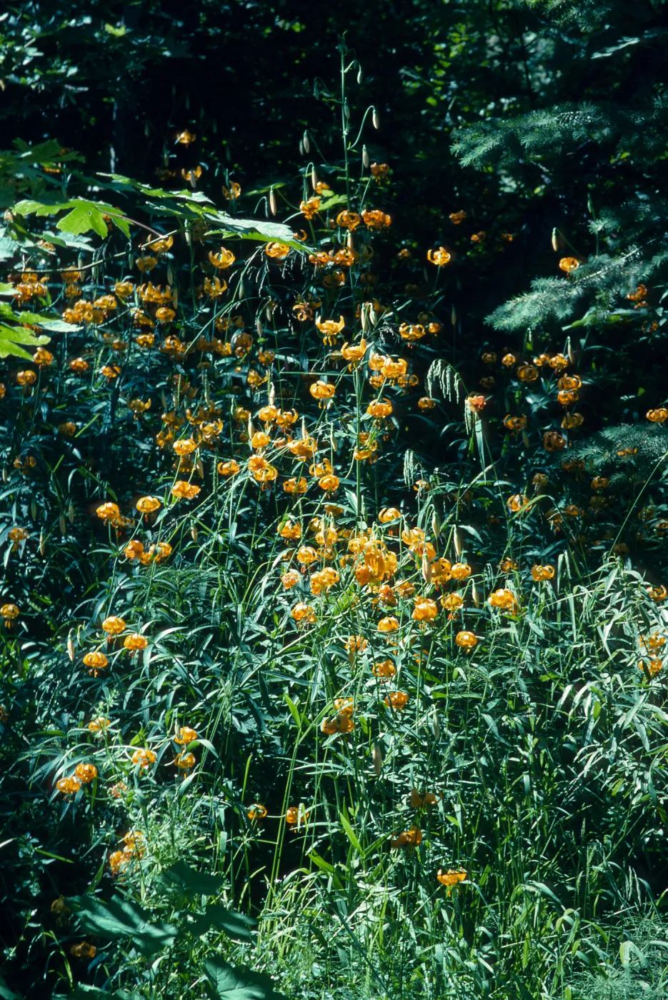 Lilium pardalinum, Leopard Lily, Bald Mountain, Oregon